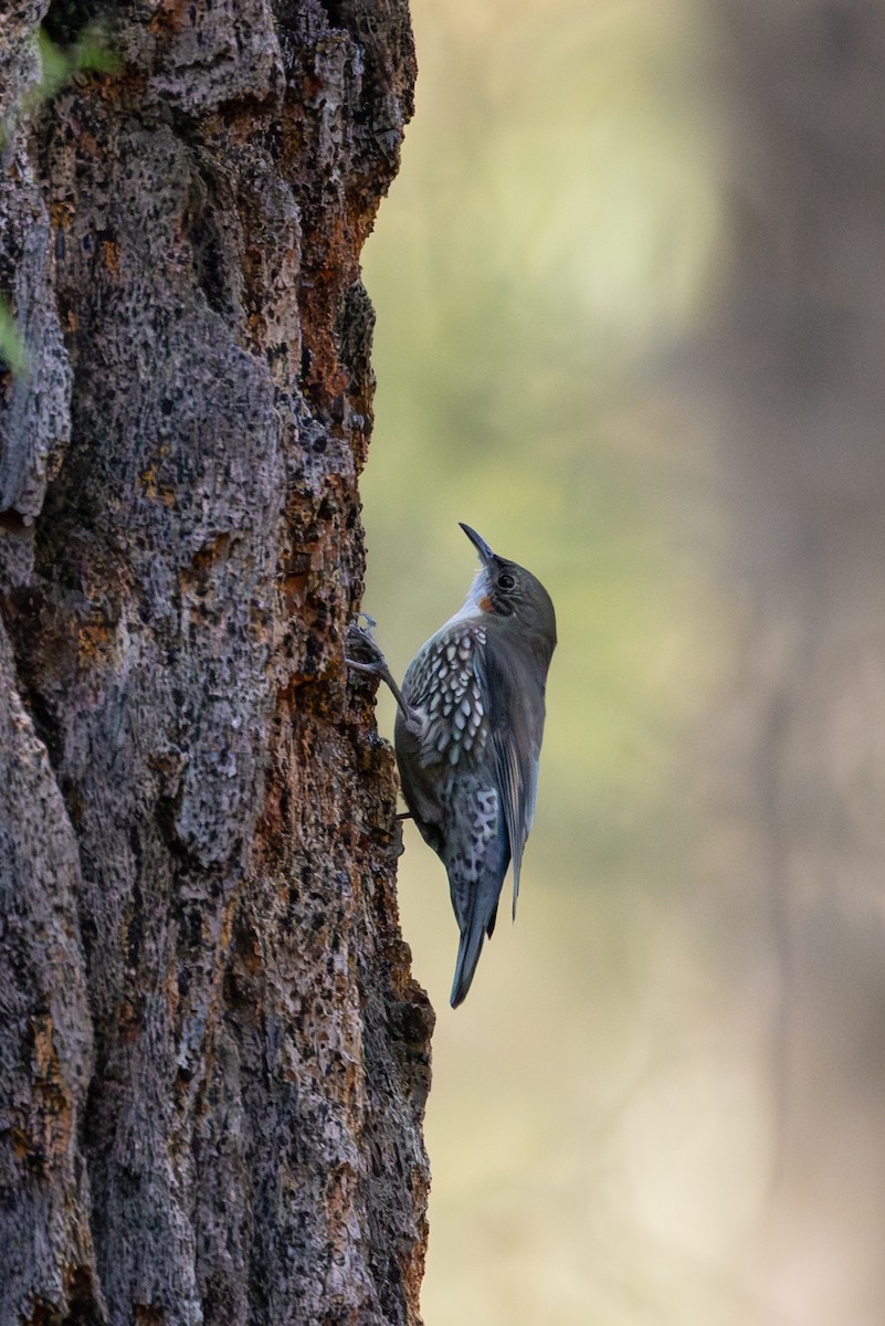 White-throated Treecreeper - ML635866981