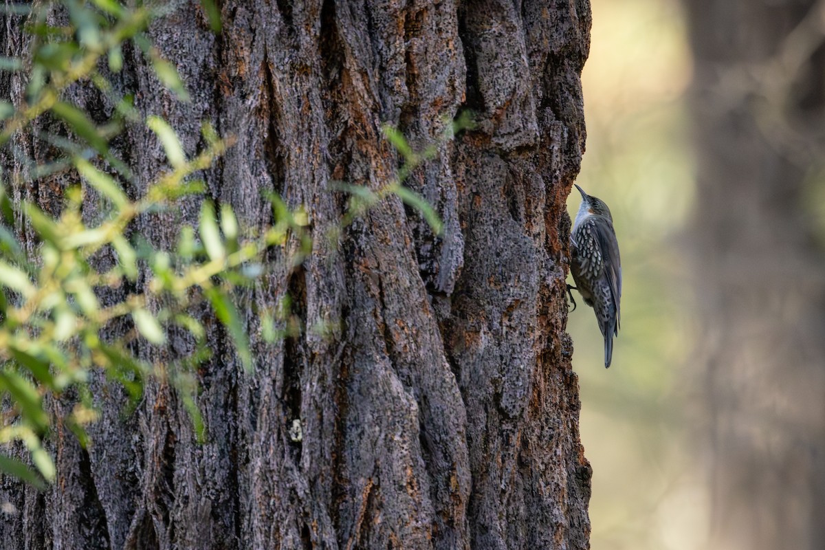 White-throated Treecreeper - ML635866982