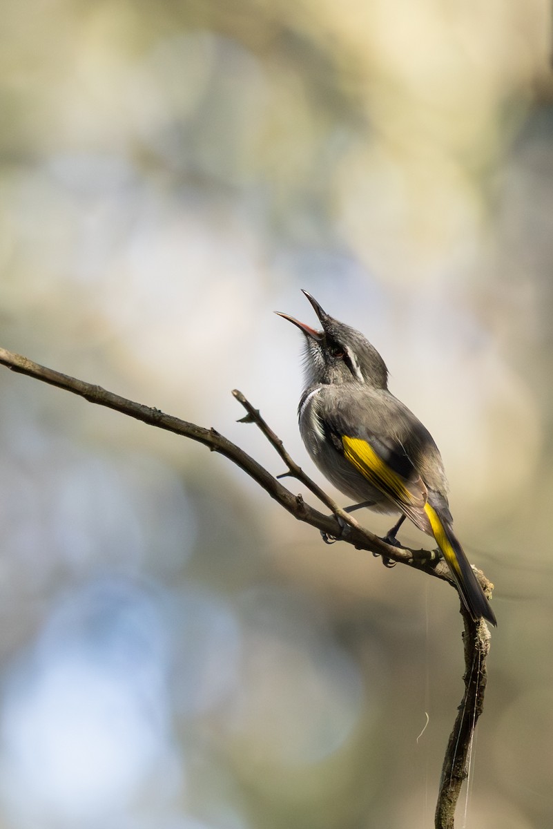 Crescent Honeyeater - ML635866988