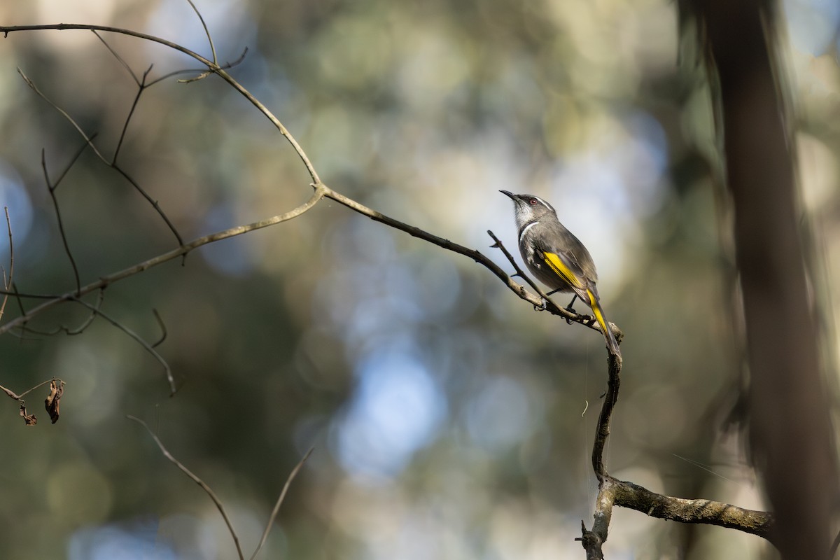 Crescent Honeyeater - ML635866990
