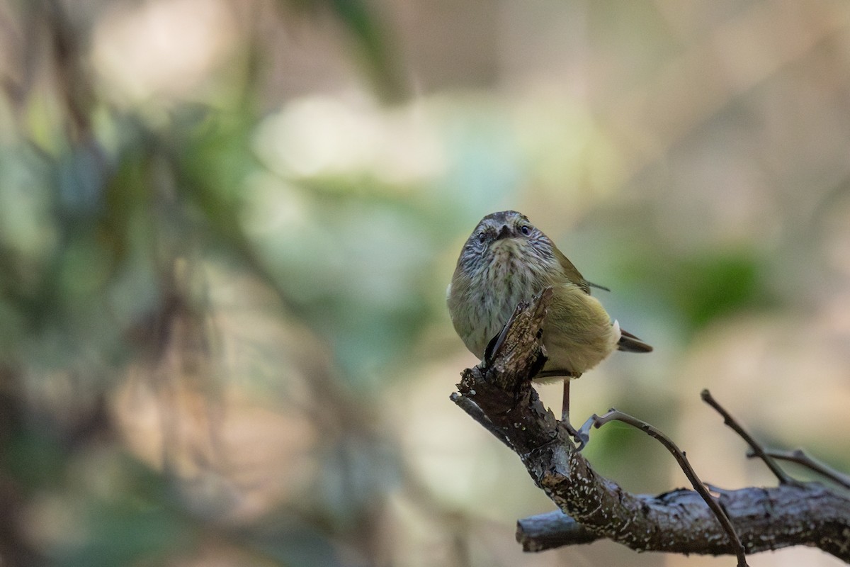 Striated Thornbill - ML635866995