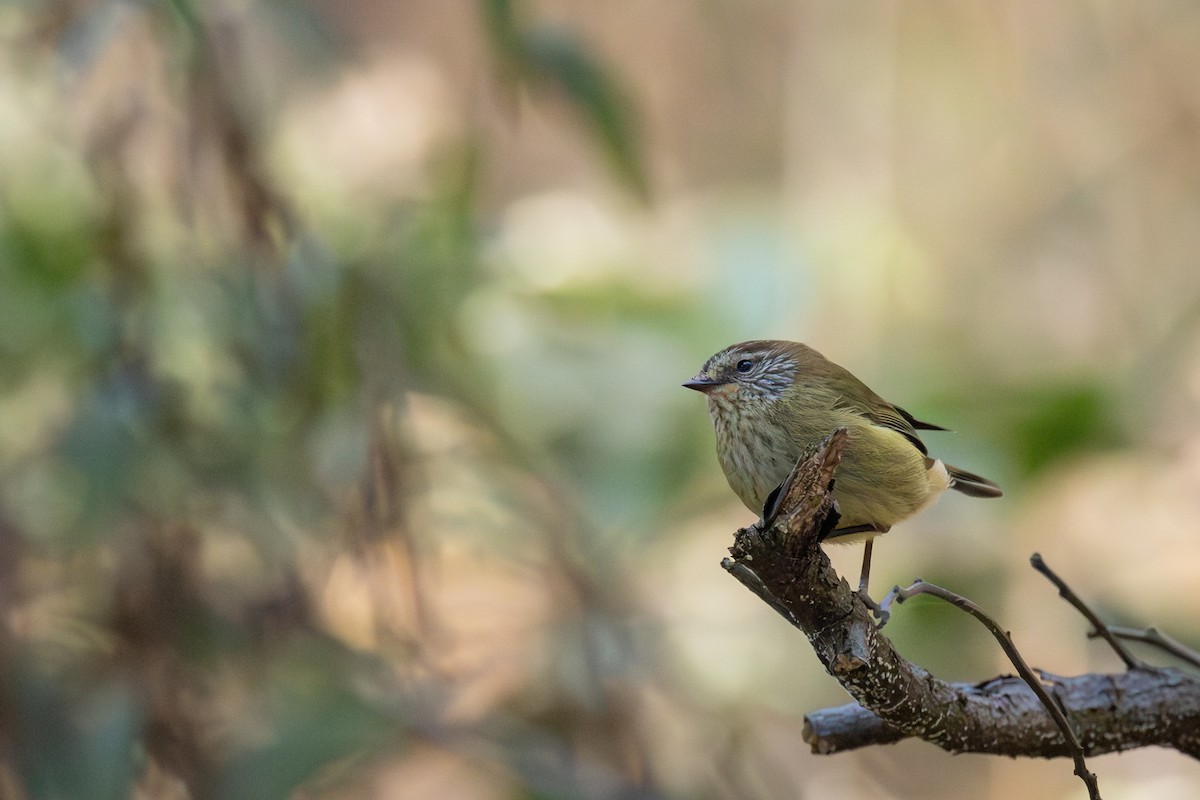 Striated Thornbill - ML635866996