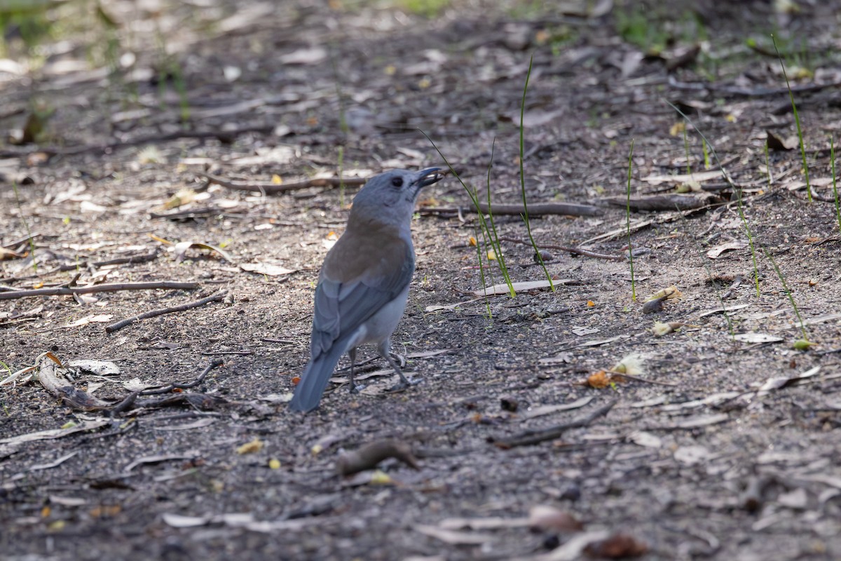 Gray Shrikethrush - ML635867007