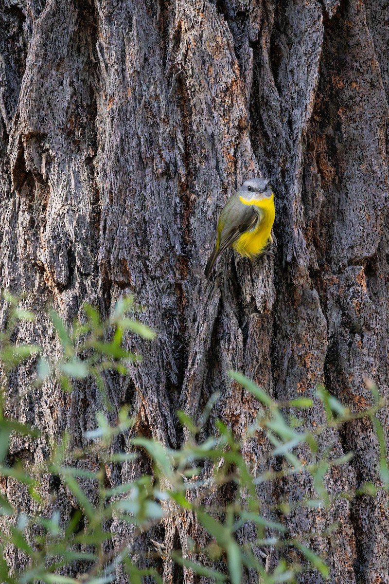 Eastern Yellow Robin - ML635867013