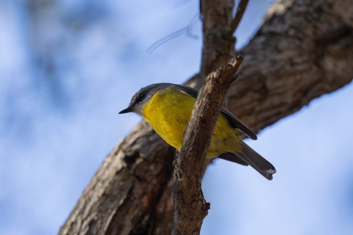 Eastern Yellow Robin - ML635867014