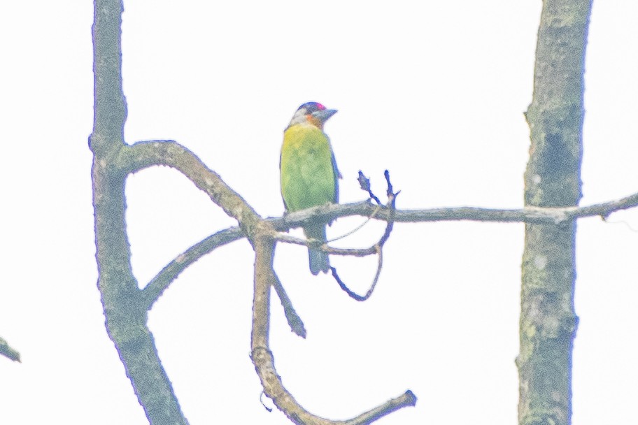 Golden-throated Barbet - ML635867187