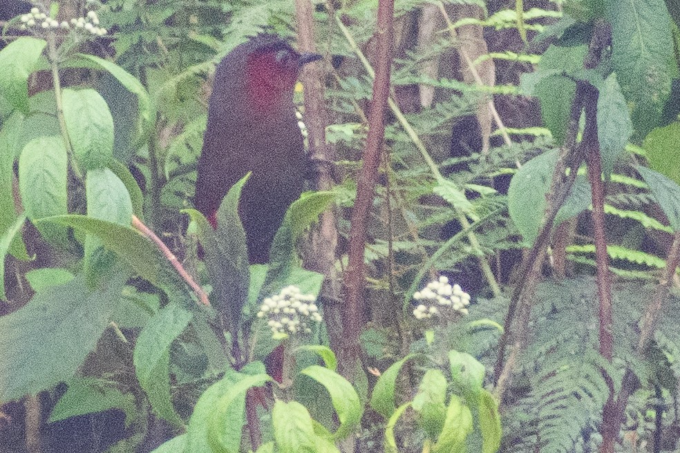 Red-faced Liocichla - ML635867287