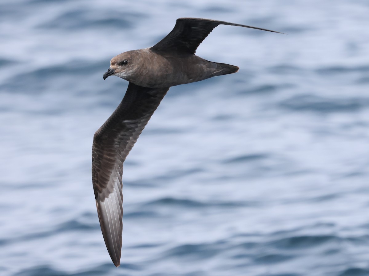 Murphy's Petrel - ML635867289