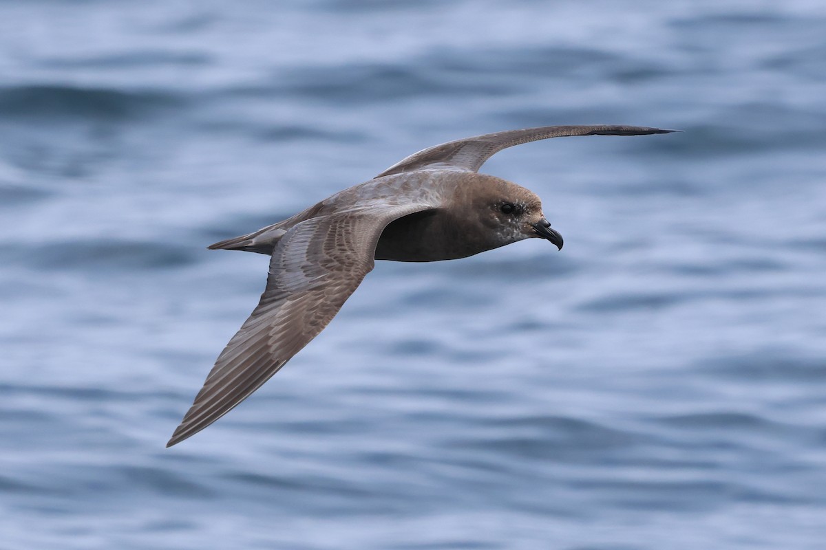 Murphy's Petrel - ML635867324