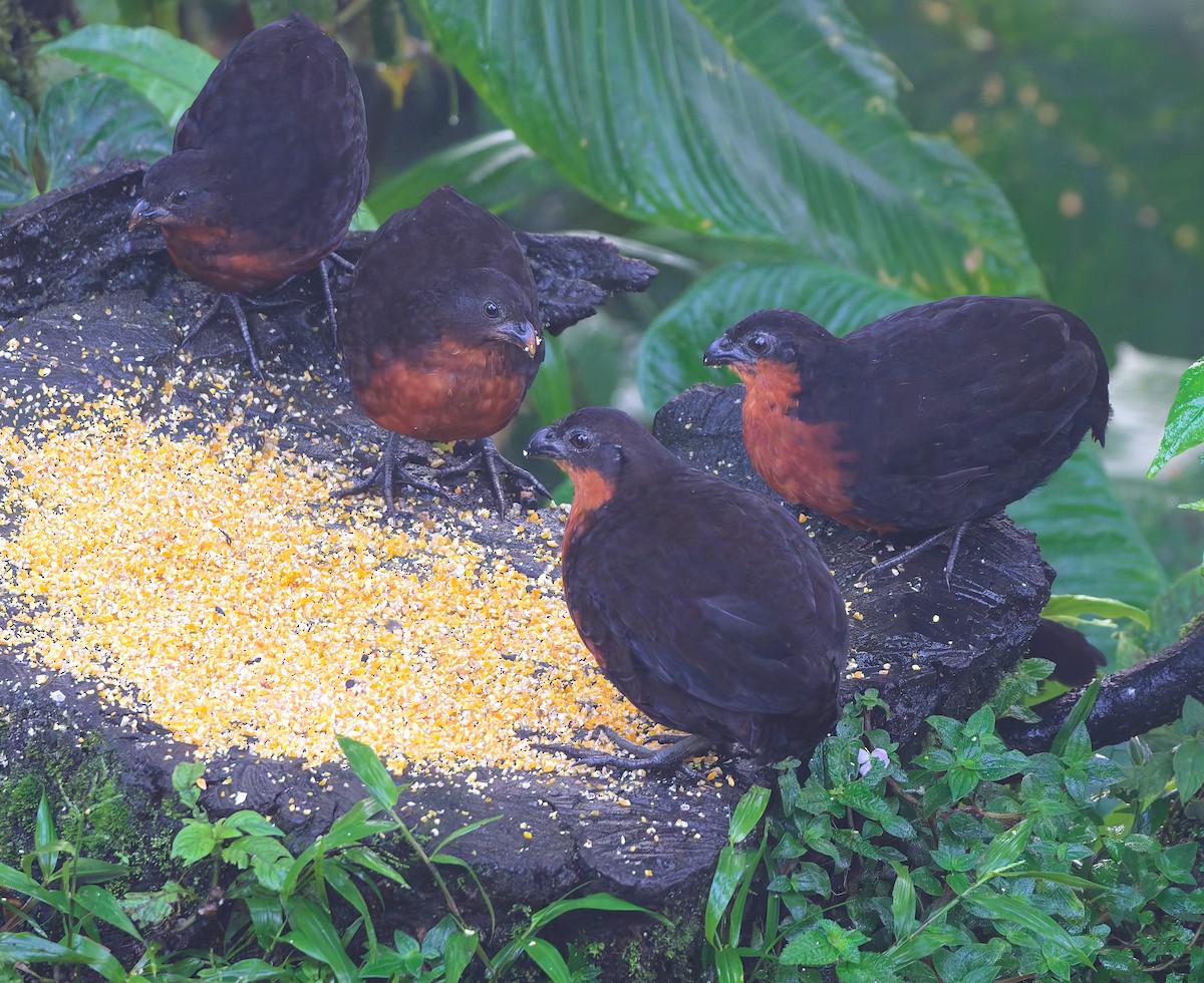 Dark-backed Wood-Quail - ML635867328