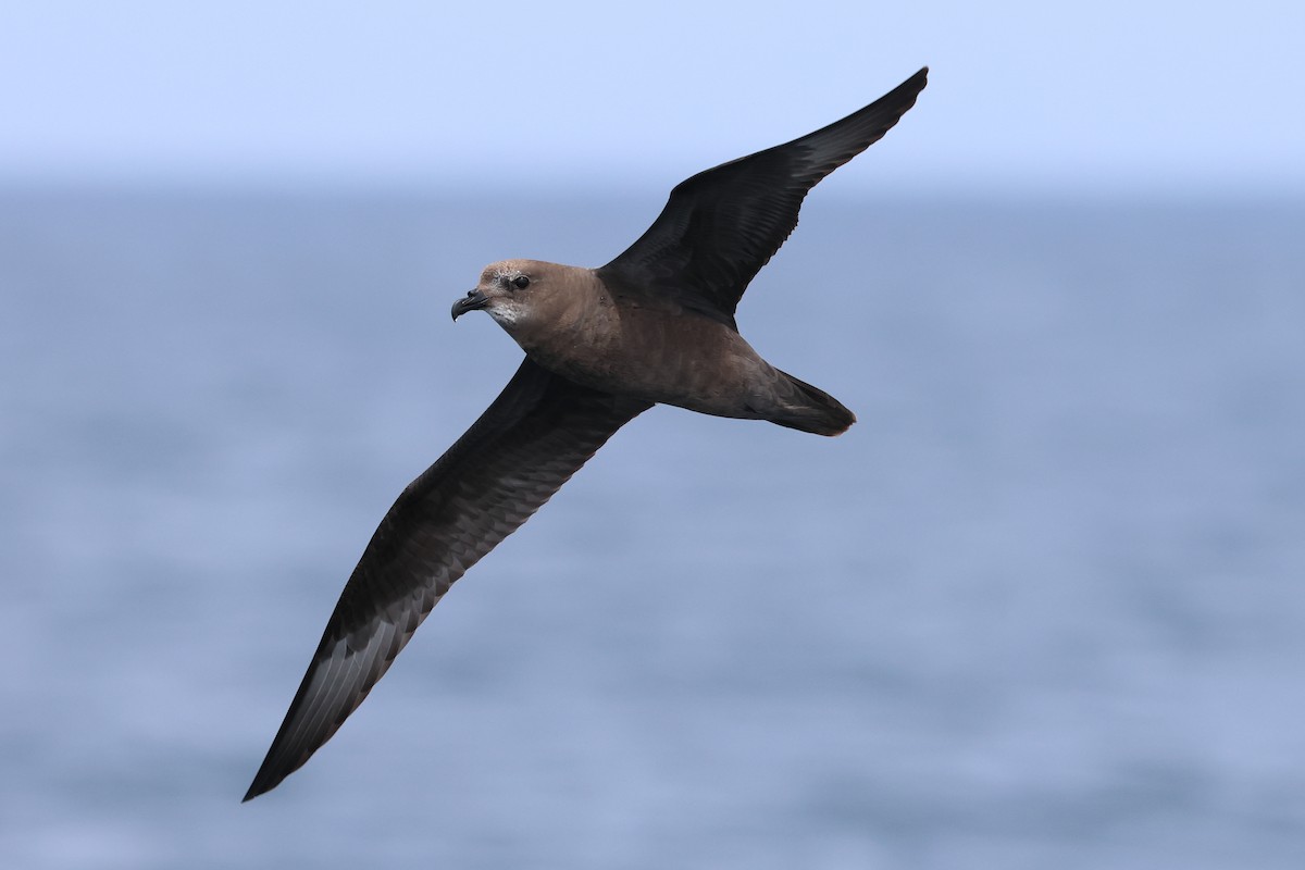 Murphy's Petrel - ML635867335