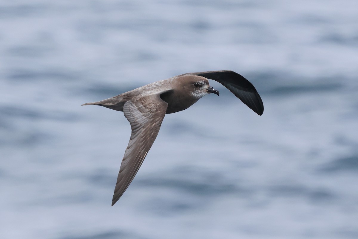 Murphy's Petrel - ML635867346
