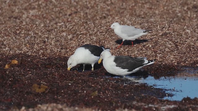 Kelp Gull - ML635867403