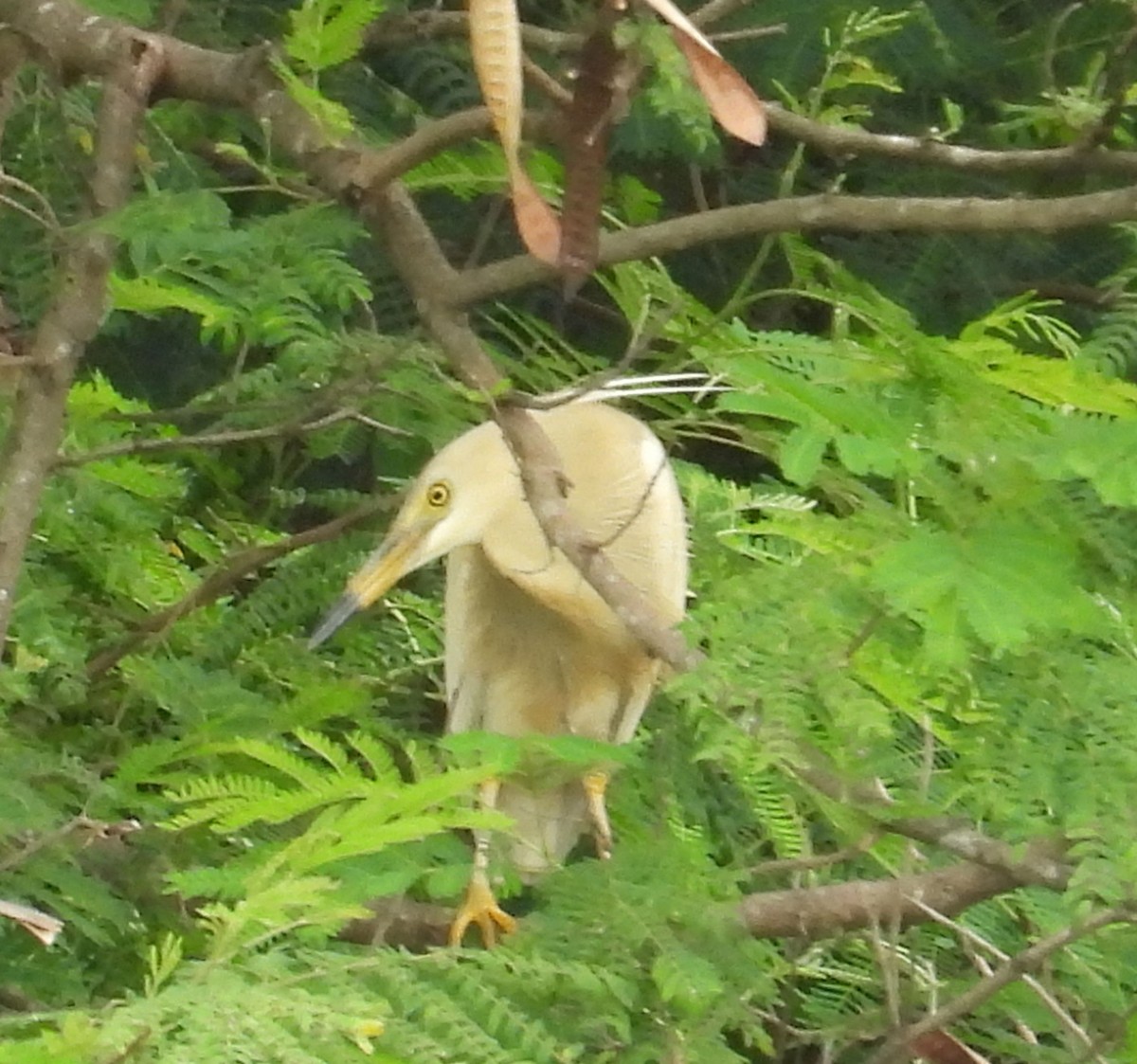 Indian Pond-Heron - ML635867723