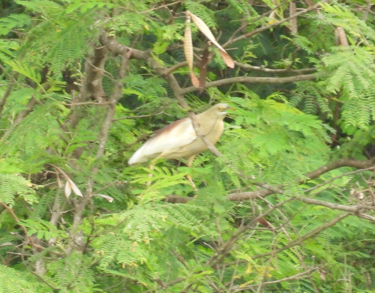Indian Pond-Heron - ML635867761