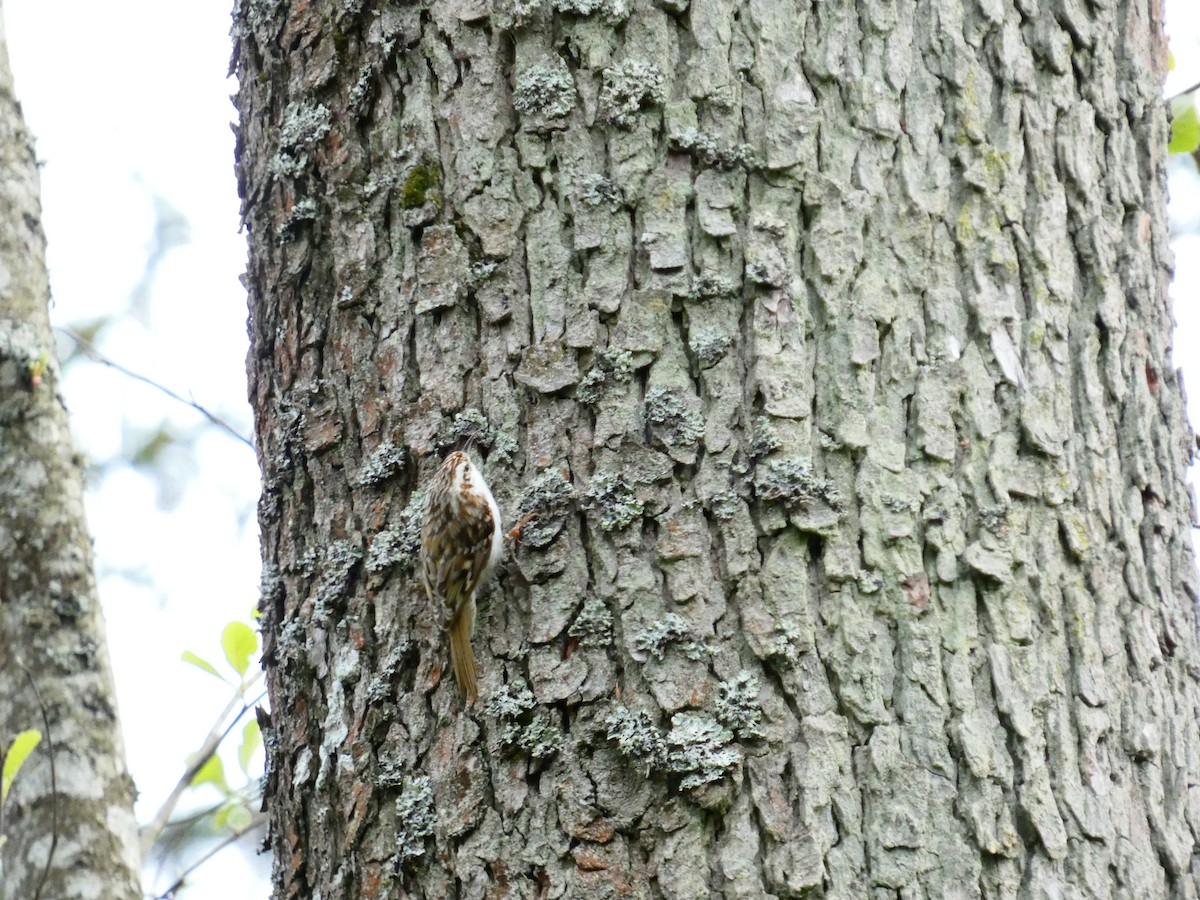 Waldbaumläufer - ML635867810