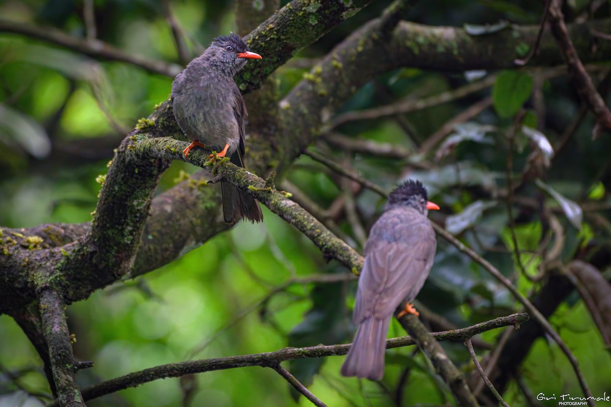 Square-tailed Bulbul - ML635868016