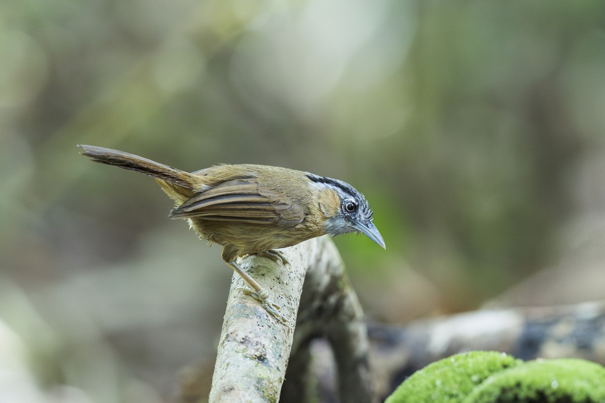 ハイノドモリチメドリ - ML635868106