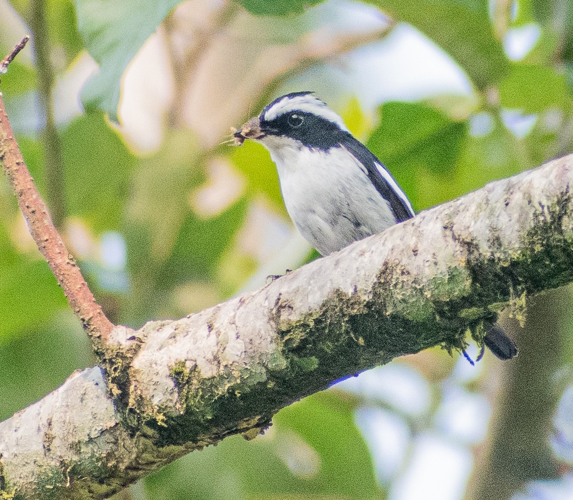 Little Pied Flycatcher - ML635868202