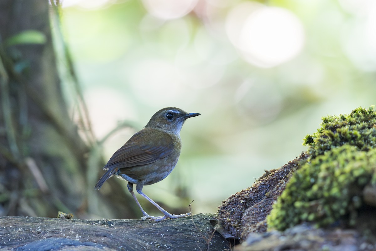 ヒメコバネヒタキ - ML635868253