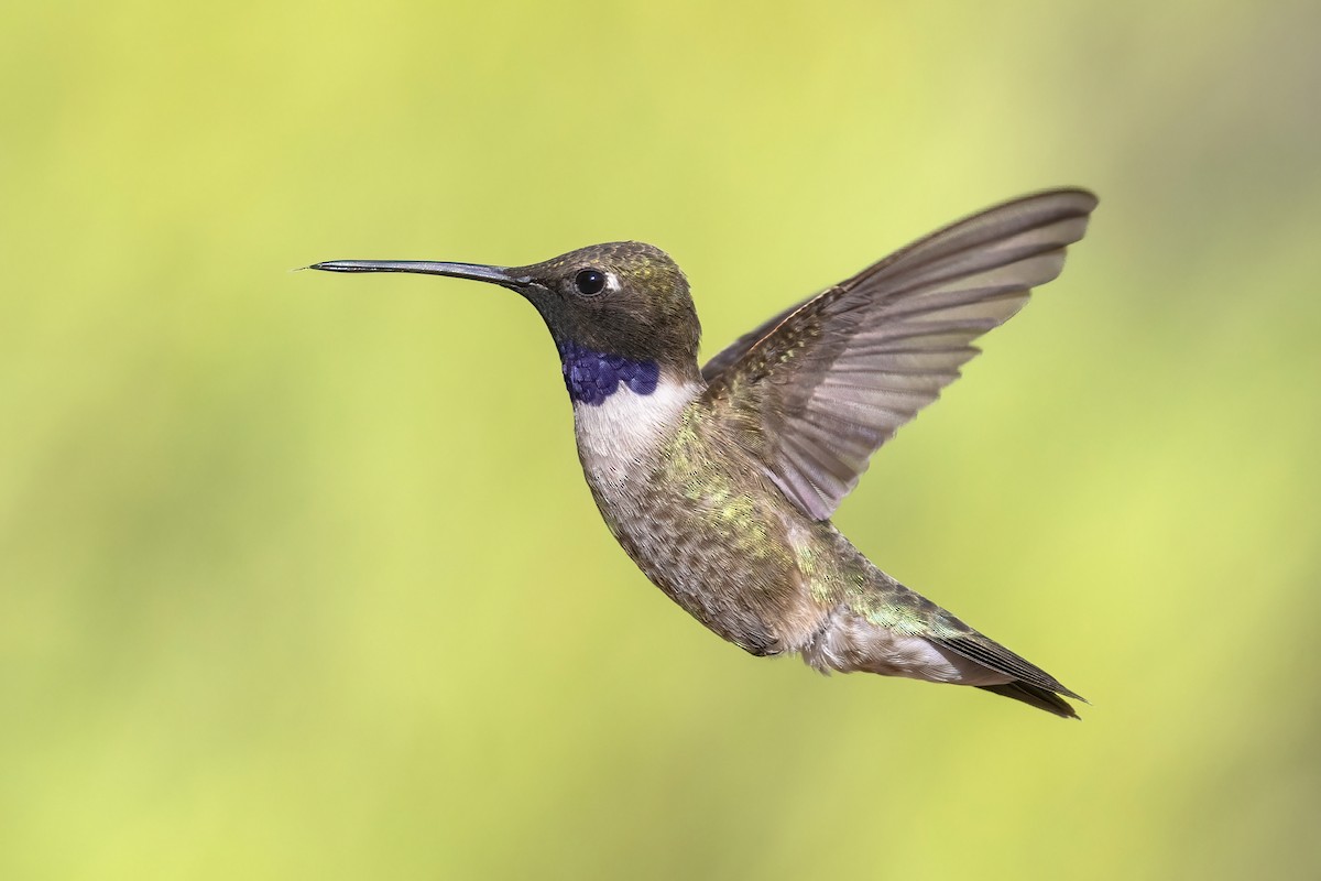 Black-chinned Hummingbird - ML635868267