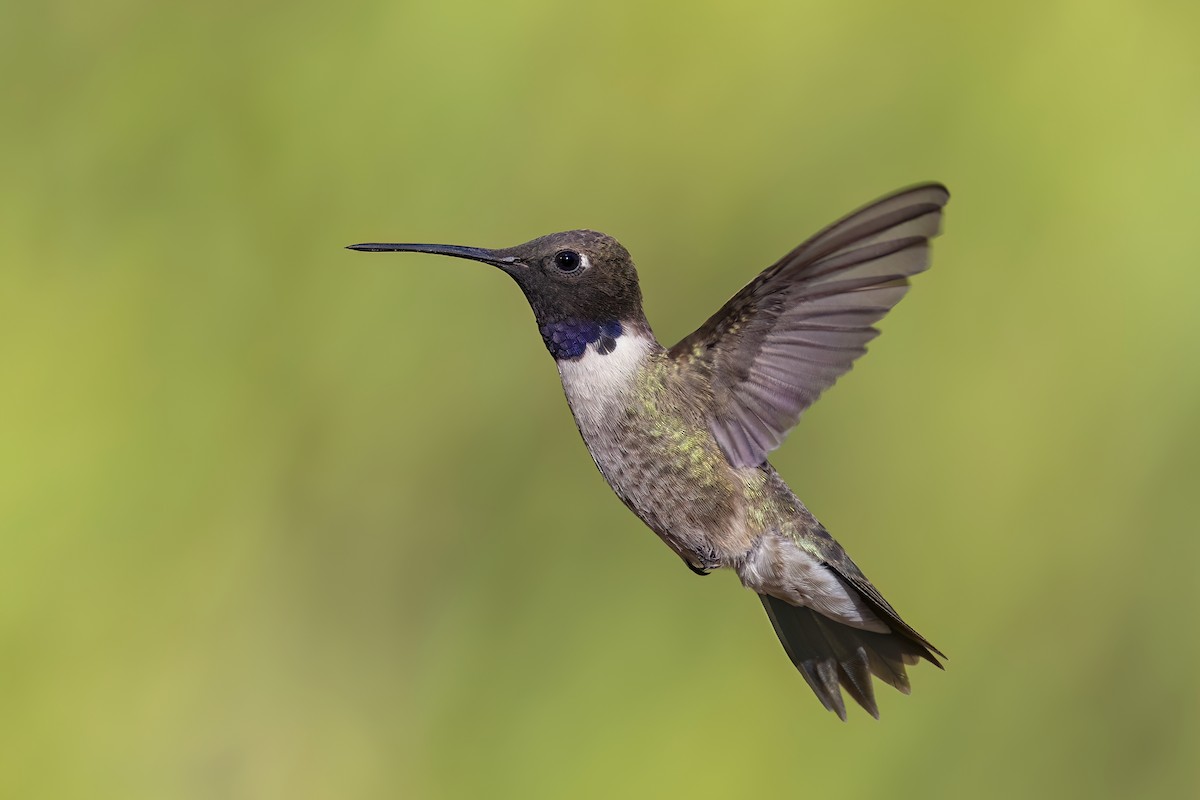 Black-chinned Hummingbird - ML635868281