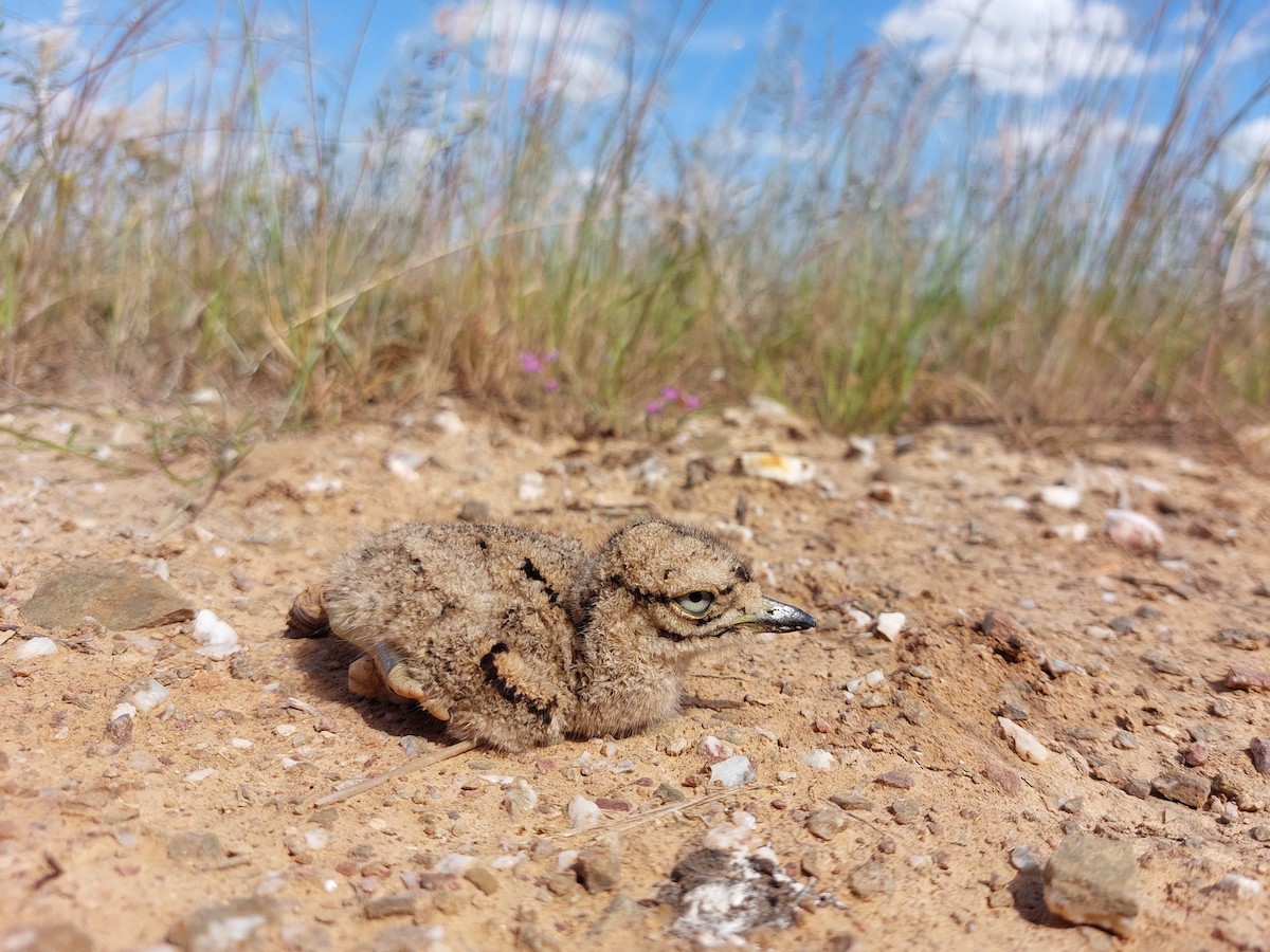 Eurasian Thick-knee - ML635868556