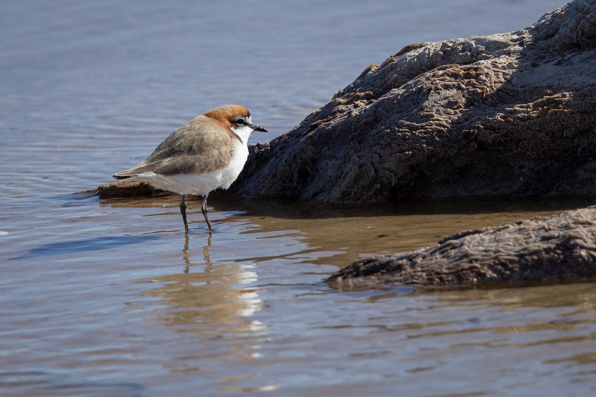 Red-capped Plover - ML635868619
