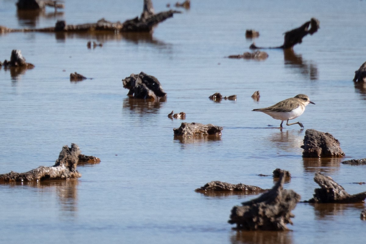 Double-banded Plover - ML635868624