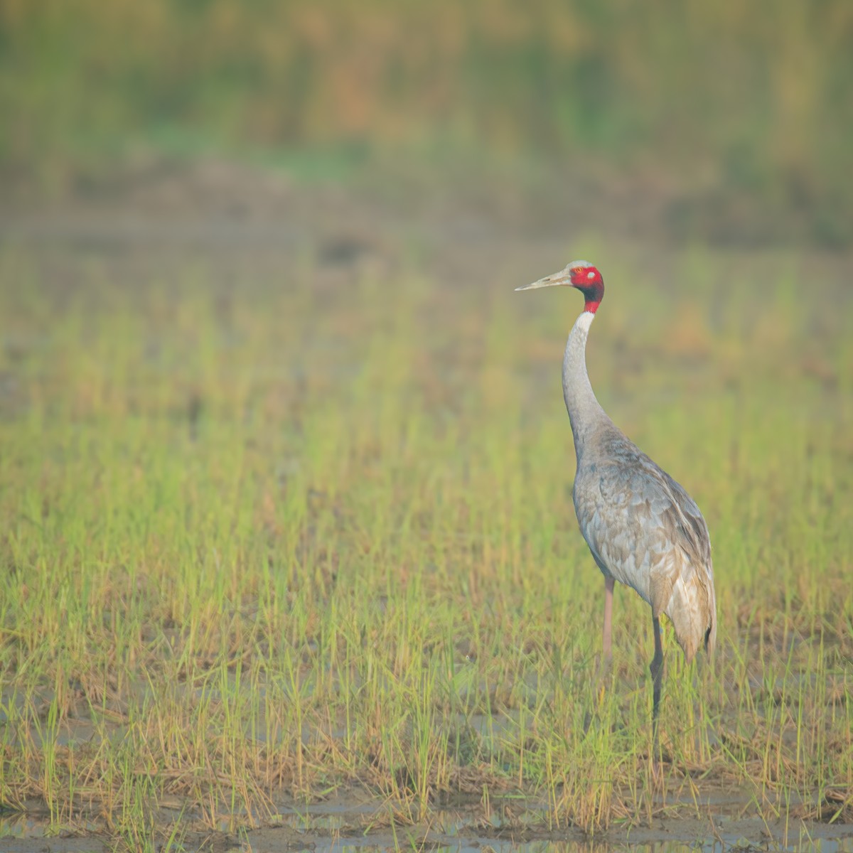Sarus Crane - ML635868649
