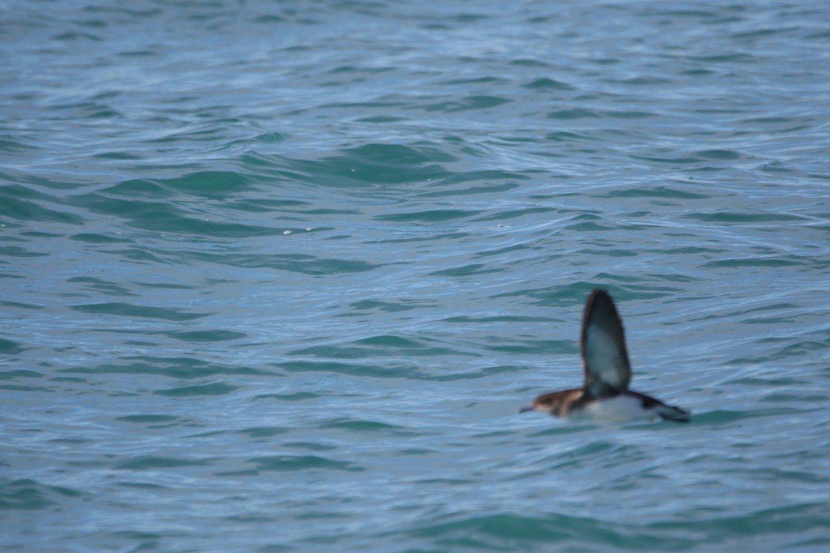 Hutton's Shearwater - ML635868673