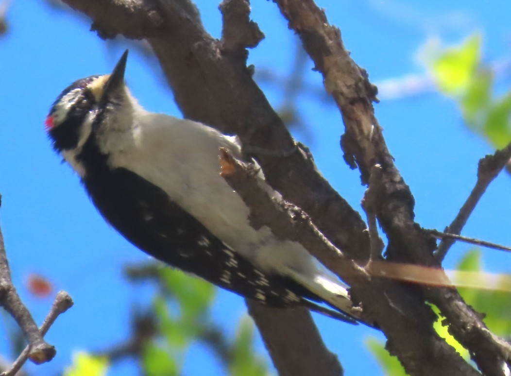 Downy Woodpecker - ML635868676