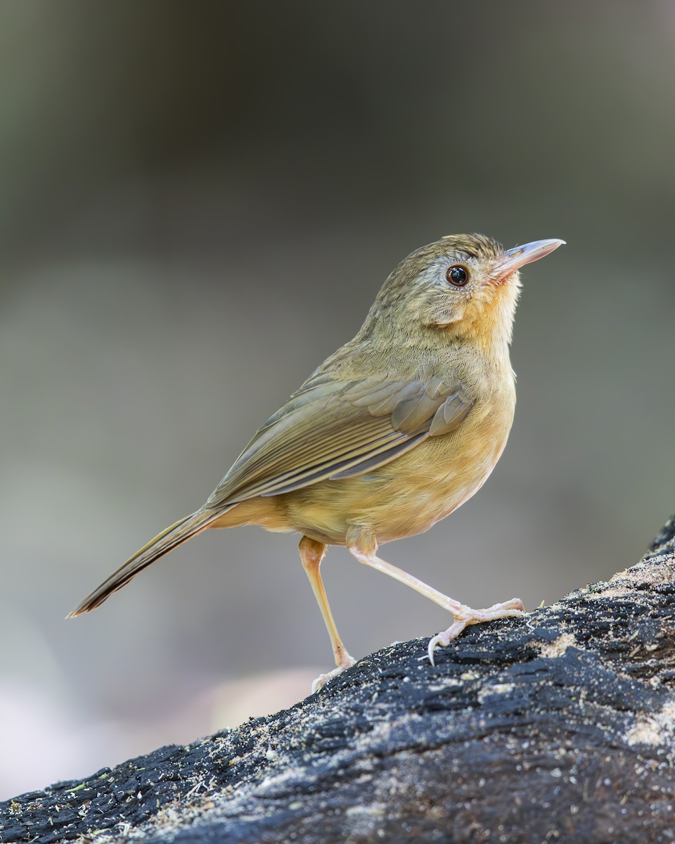 チャムネムジチメドリ - ML635868684