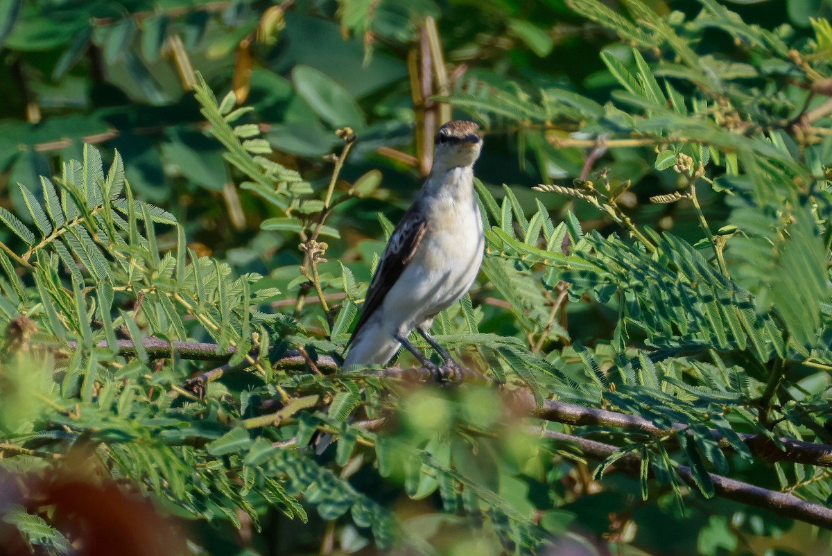 White-shouldered Triller - ML635868750