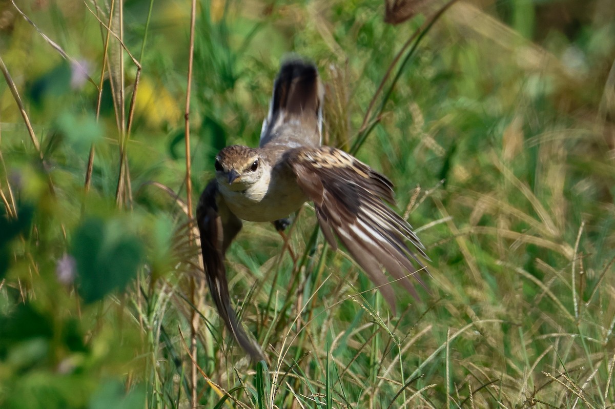 White-shouldered Triller - ML635868751
