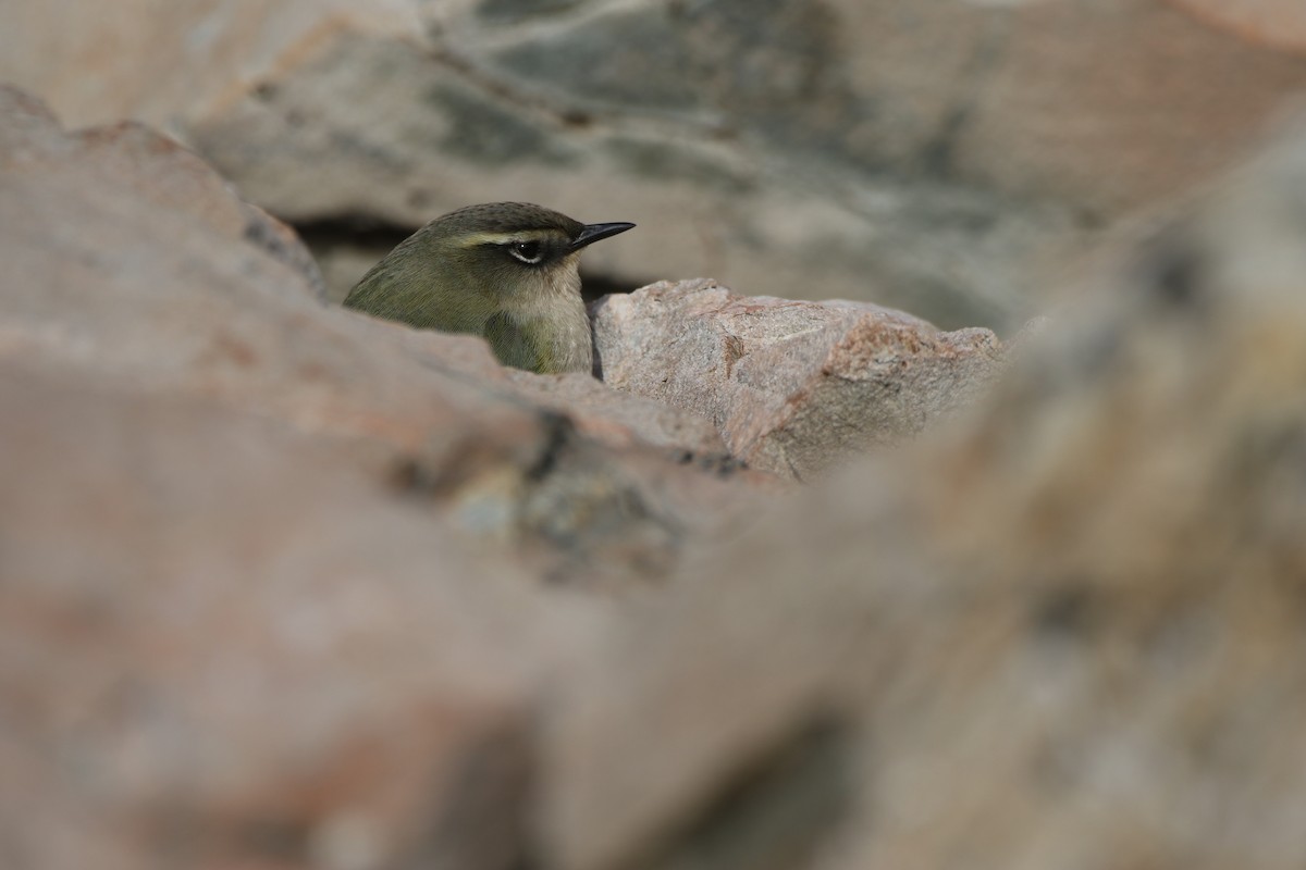 South Island Wren - ML635868767