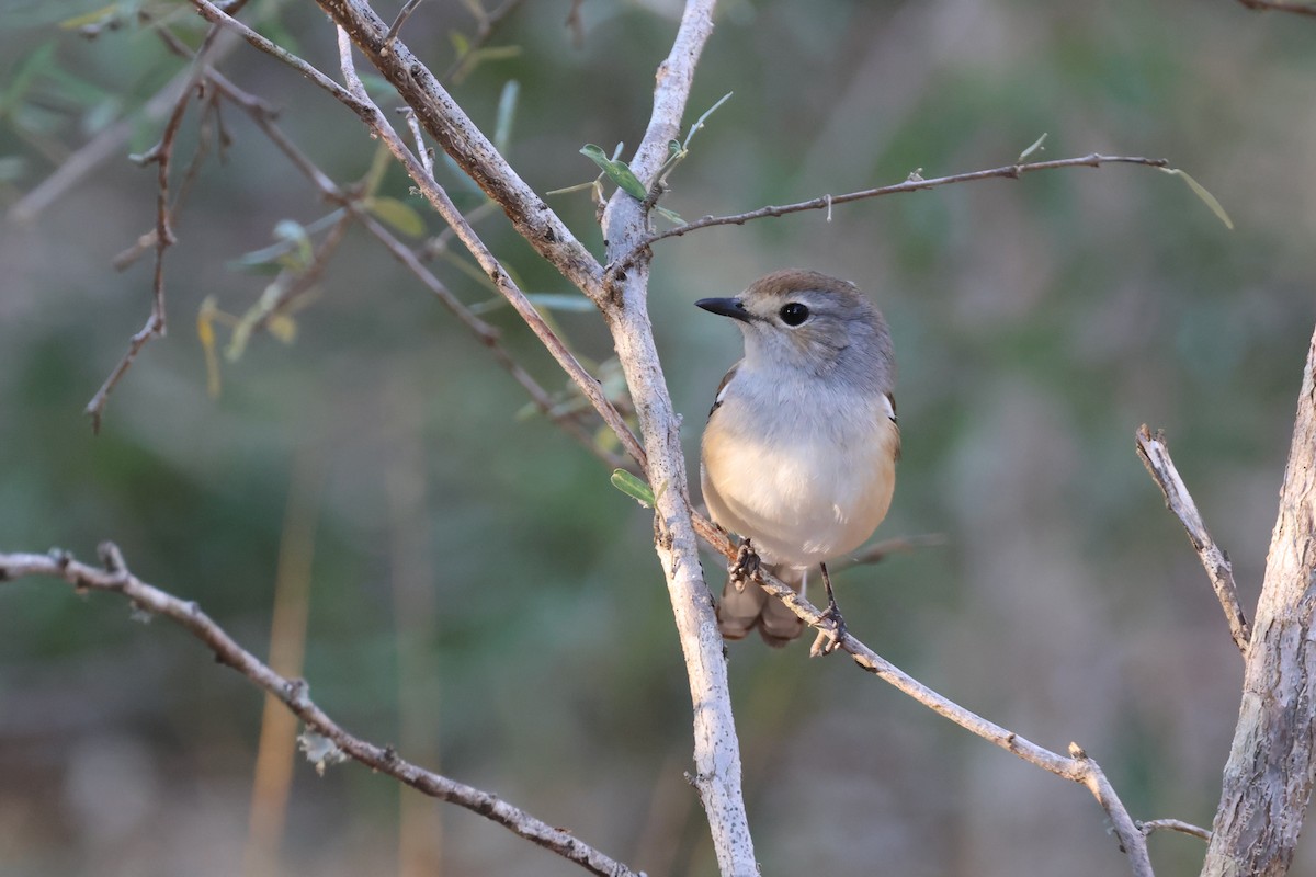 Madagascar Magpie-Robin - ML635868819