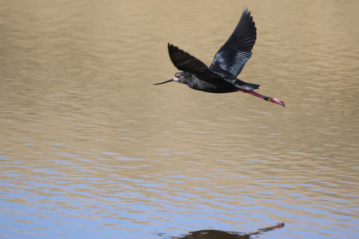 Black Stilt - ML635868831