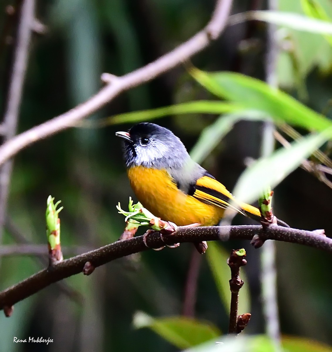 Golden-breasted Fulvetta - ML635868838