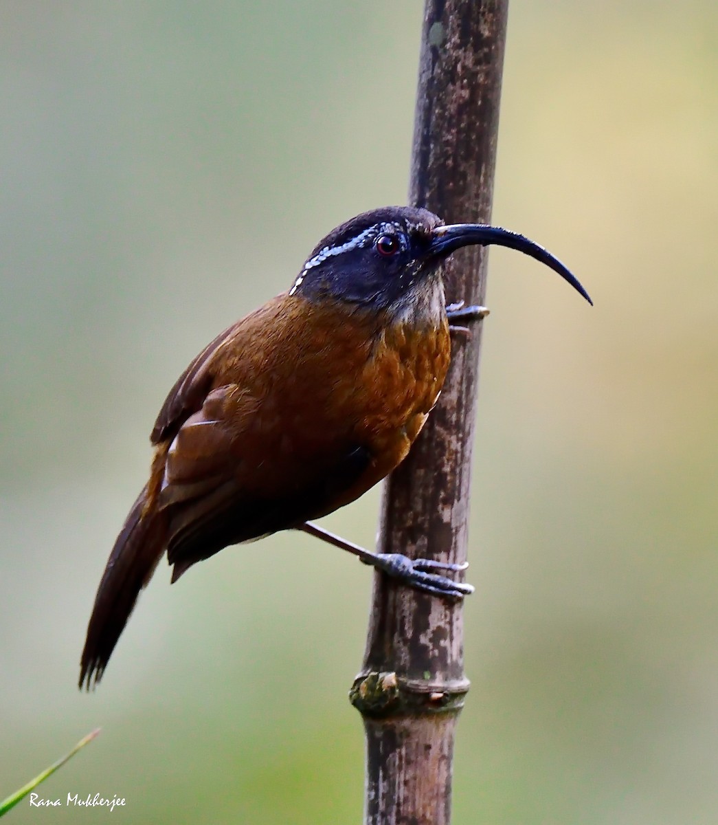 Slender-billed Scimitar-Babbler - ML635868841