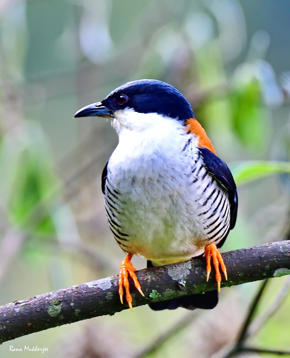 Himalayan Cutia - ML635868842