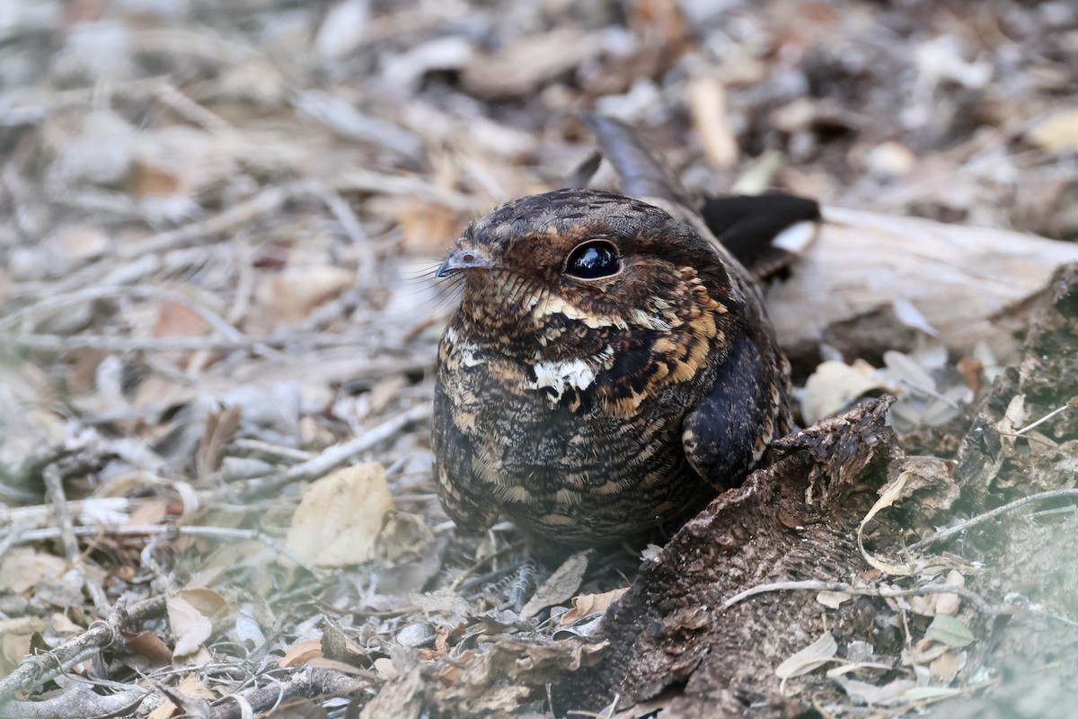 Madagascar Nightjar - ML635868844