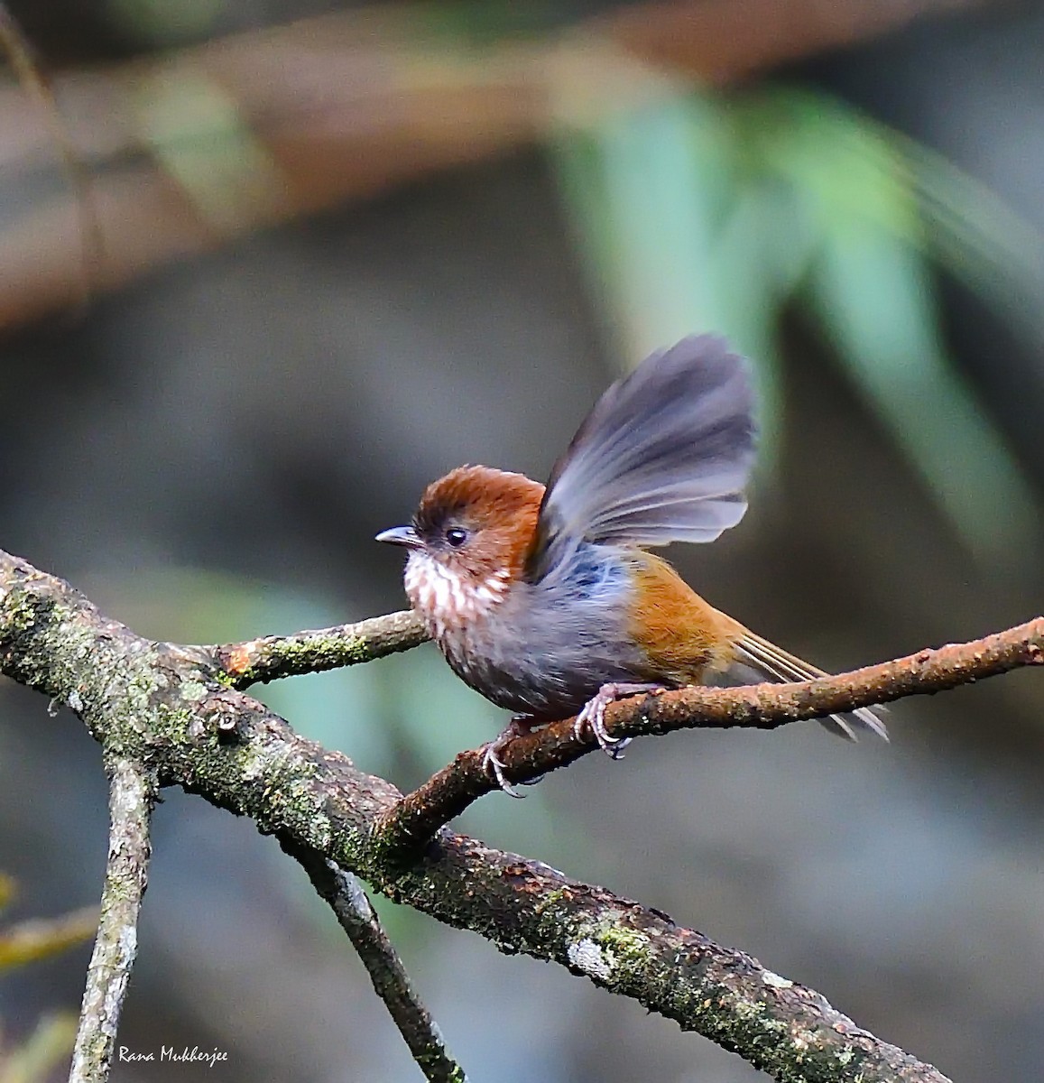 Brown-throated Fulvetta - ML635868872