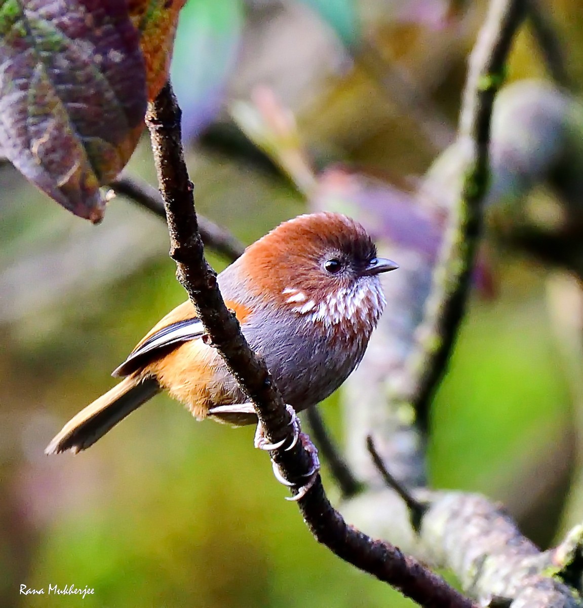 Brown-throated Fulvetta - ML635868875