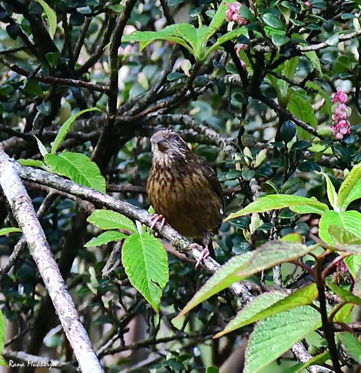 Dark-rumped Rosefinch - ML635868876
