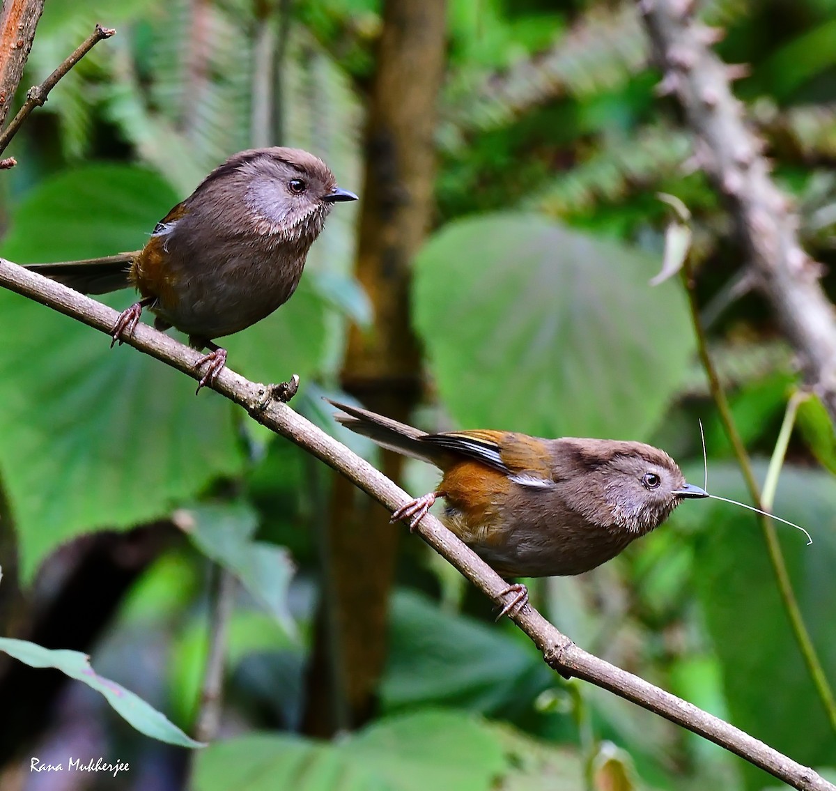 Manipur Fulvetta - ML635868896