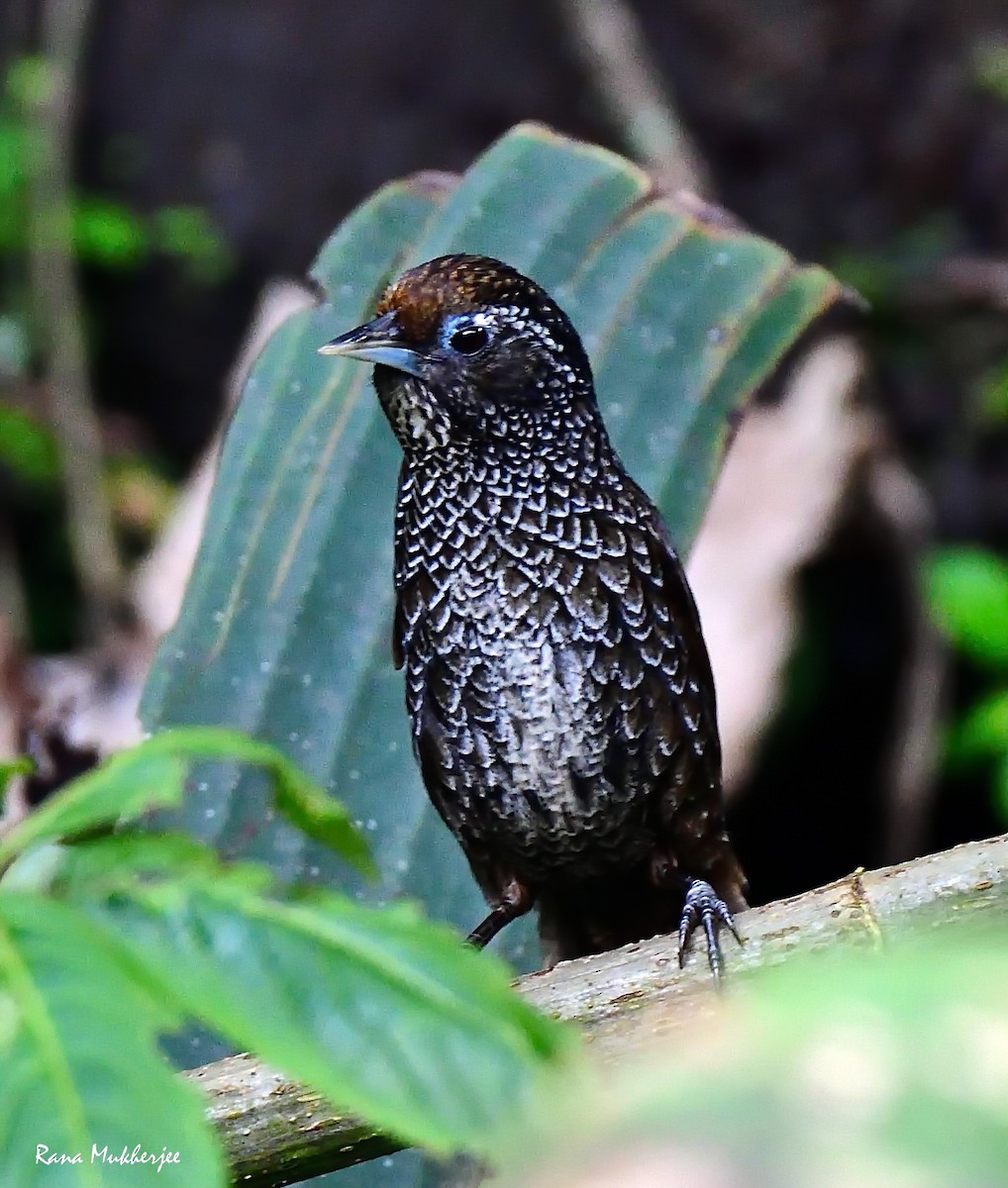 Cachar Wedge-billed Babbler - ML635868927