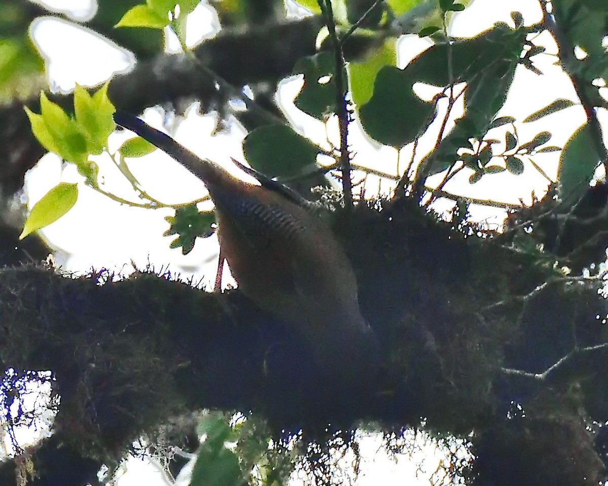 Streak-throated Barwing - ML635868935