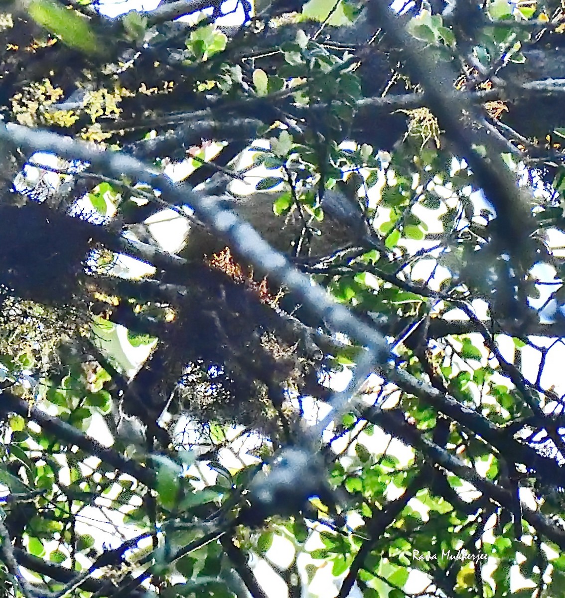 Streak-throated Barwing - ML635868937