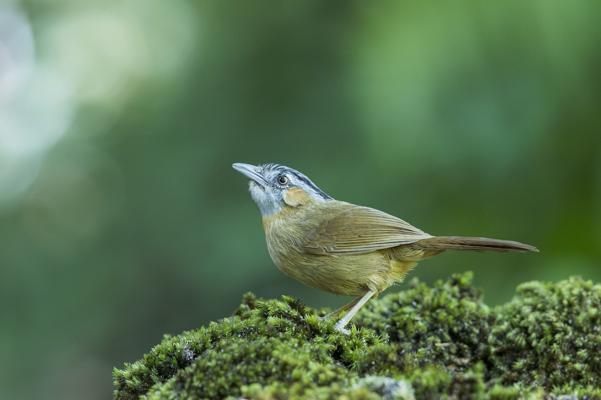 ハイノドモリチメドリ - ML635868938